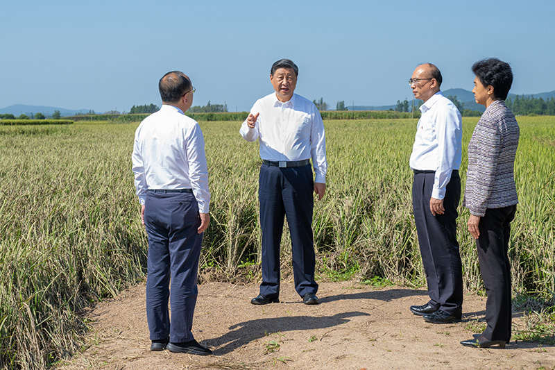 9月6日至8日，中共中央總書記、國家主席、中央軍委主席習(xí)近平在黑龍江考察。這是7日上午，習(xí)近平在遭受洪澇災(zāi)害的哈爾濱尚志市老街基鄉(xiāng)龍王廟村，察看水稻受災(zāi)情況。